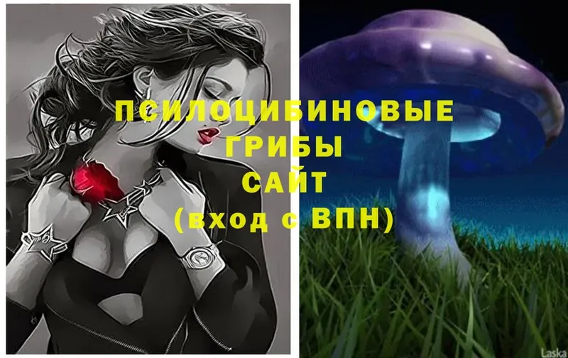 Псилоцибиновые грибы Cubensis  Спасск-Рязанский 